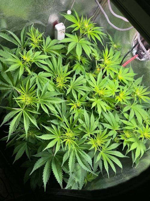 Just for Fun 40x40grow. Week 7