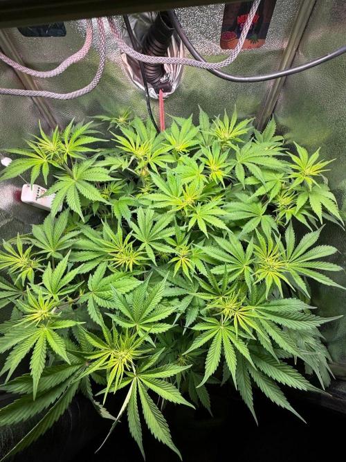 Just for Fun 40x40grow. Week 7