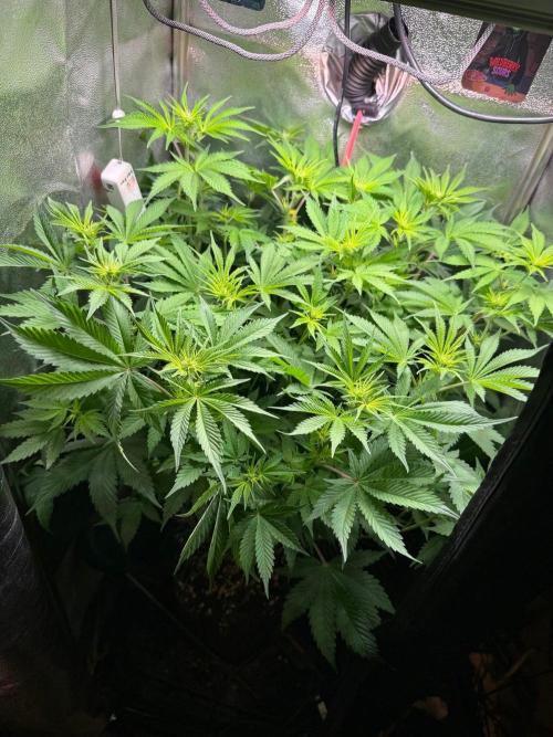 Just for Fun 40x40grow. Week 7