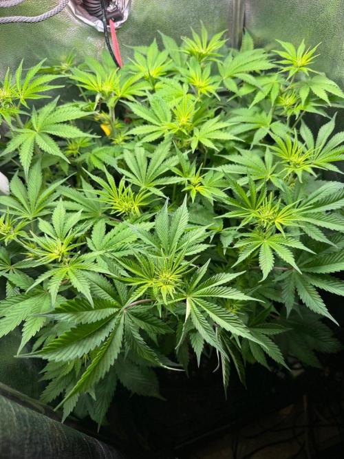 Just for Fun 40x40grow. Week 7