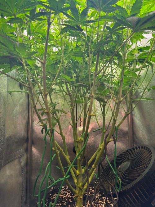Just for Fun 40x40grow. Week 7