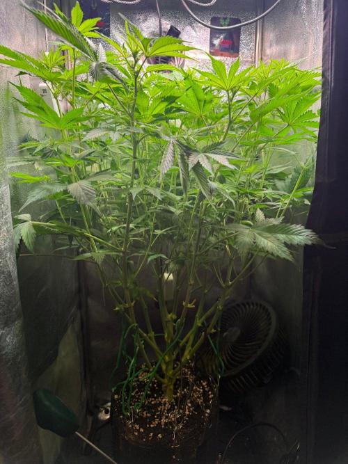 Just for Fun 40x40grow. Week 7