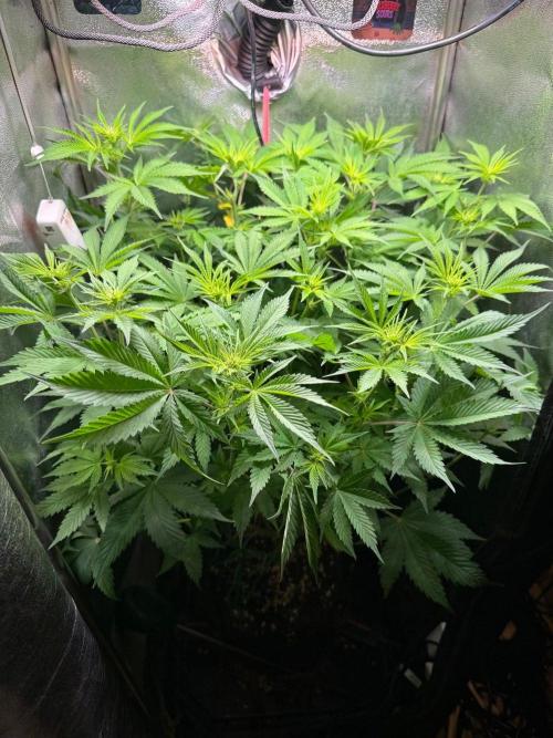 Just for Fun 40x40grow. Week 7