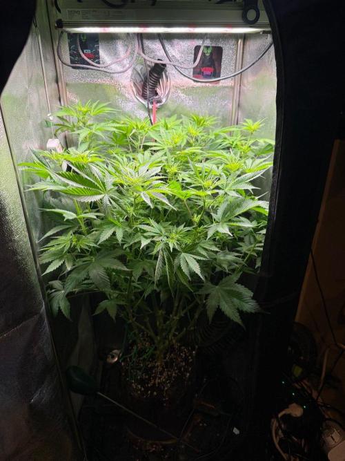 Just for Fun 40x40grow. Week 7