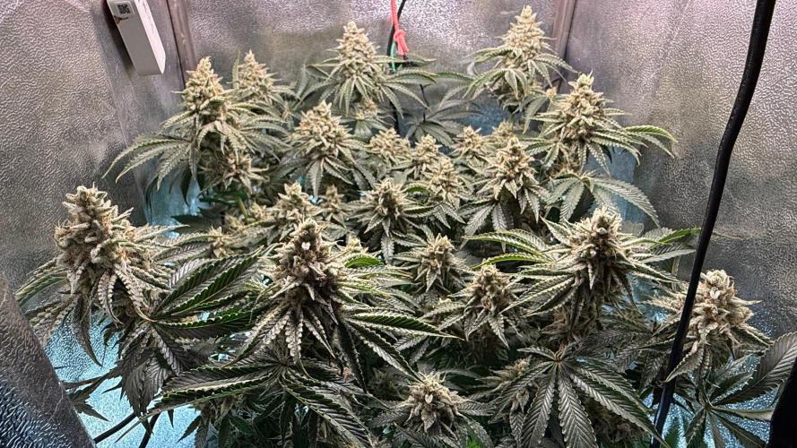 Short veg 40x40 grow. Week 17