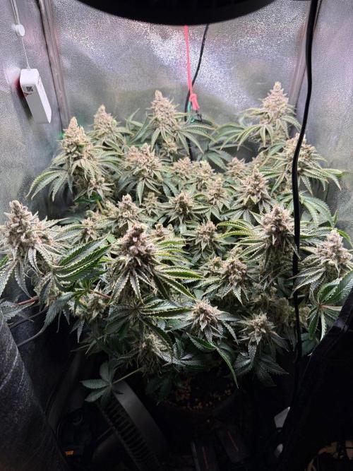 Short veg 40x40 grow. Week 17