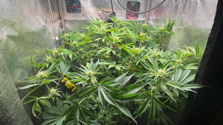 Just for Fun 40x40grow. Week 8