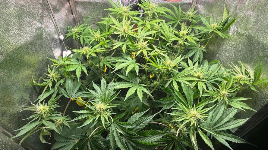 Just for Fun 40x40grow. Week 8