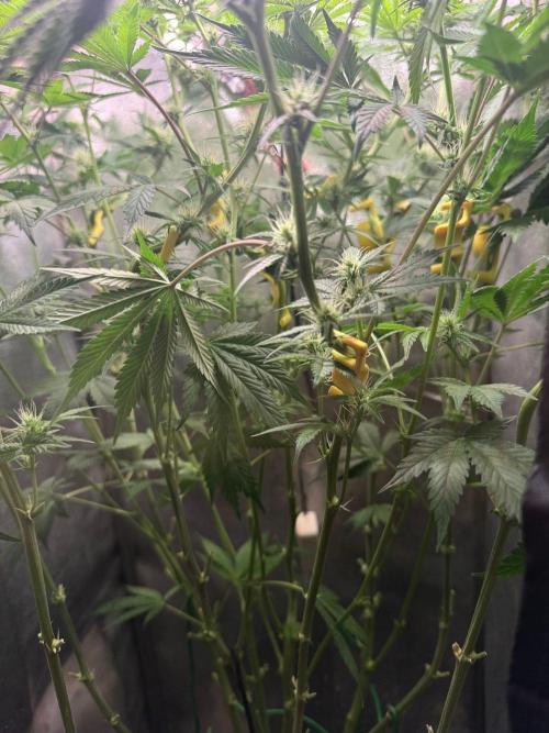 Just for Fun 40x40grow. Week 8