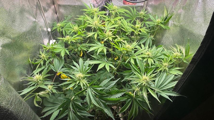 Just for Fun 40x40grow. Week 8