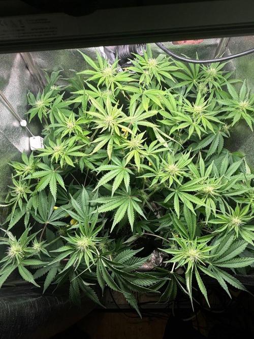 Just for Fun 40x40grow. Week 8