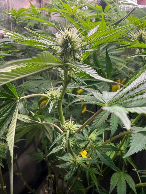 Just for Fun 40x40grow. Week 8