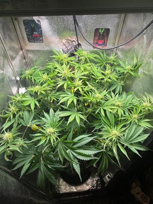 Just for Fun 40x40grow. Week 8