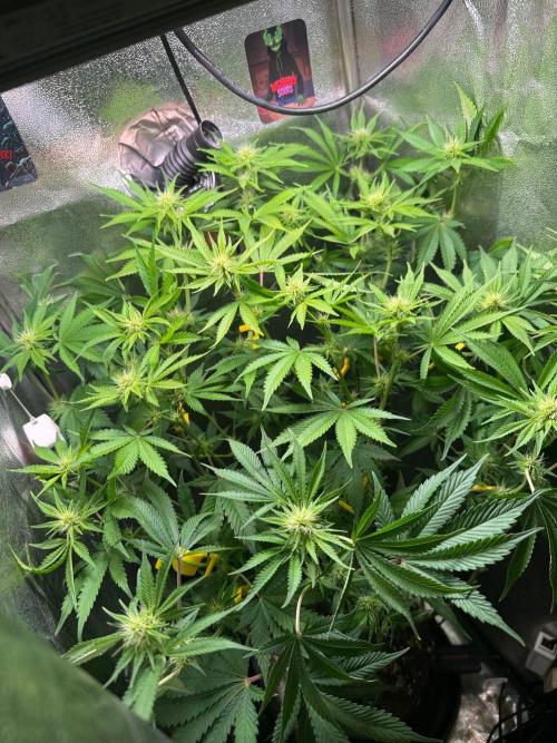 Just for Fun 40x40grow. Week 8