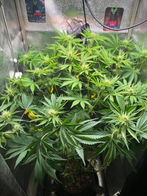 Iced Wildberry. Week 8