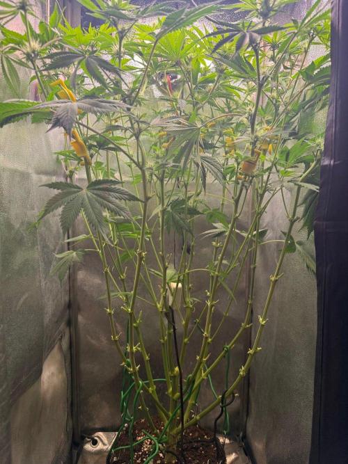 Just for Fun 40x40grow. Week 8