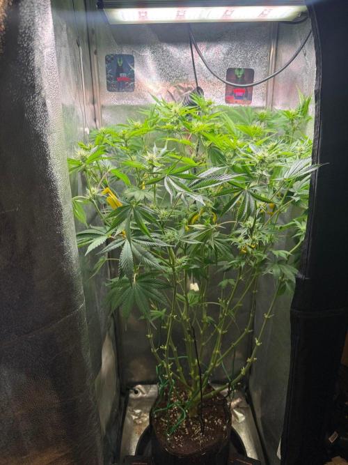 Just for Fun 40x40grow. Week 8