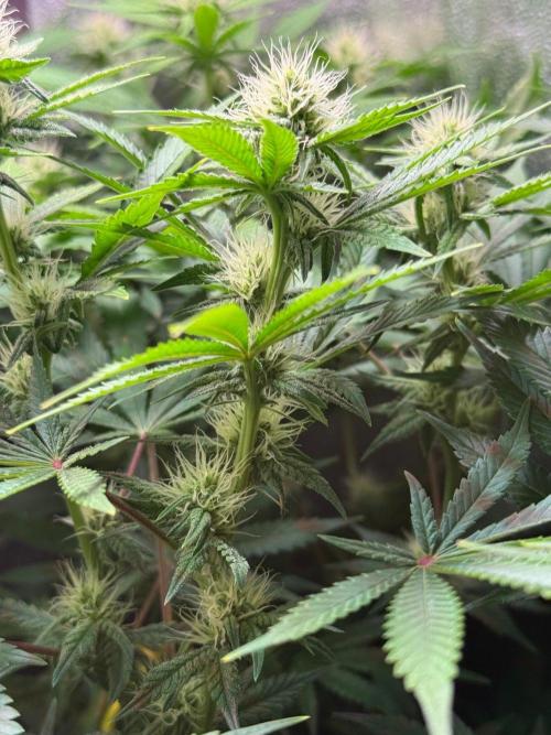 Just for Fun 40x40grow. Week 9