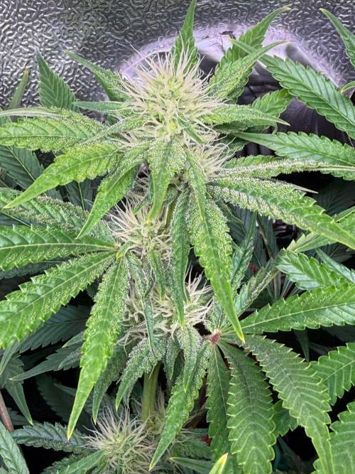 Just for Fun 40x40grow. Week 9