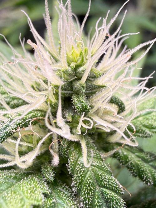 Just for Fun 40x40grow. Week 9