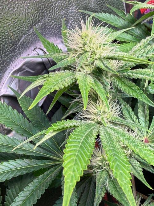 Just for Fun 40x40grow. Week 9