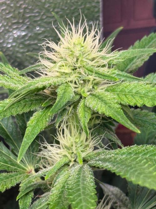 Just for Fun 40x40grow. Week 9