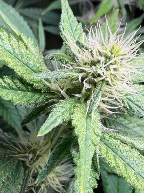 Just for Fun 40x40grow. Week 9