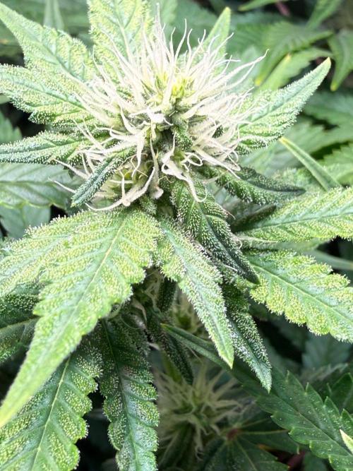 Just for Fun 40x40grow. Week 9