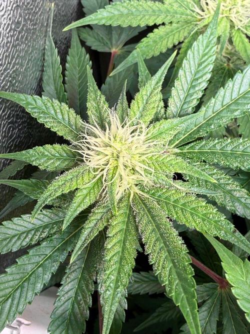 Just for Fun 40x40grow. Week 9