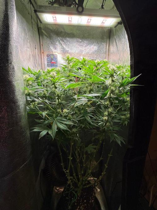Just for Fun 40x40grow. Week 9