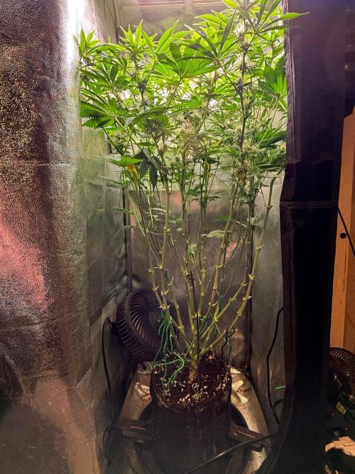 Just for Fun 40x40grow. Week 9