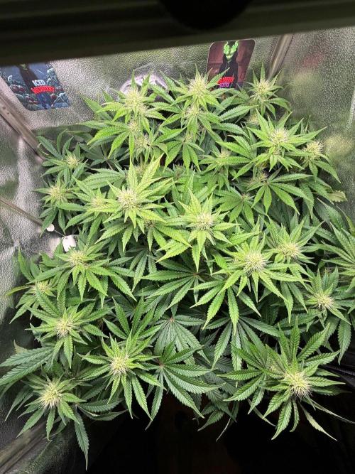Just for Fun 40x40grow. Week 9