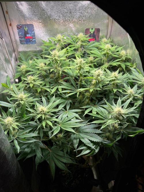 Just for Fun 40x40grow. Week 9