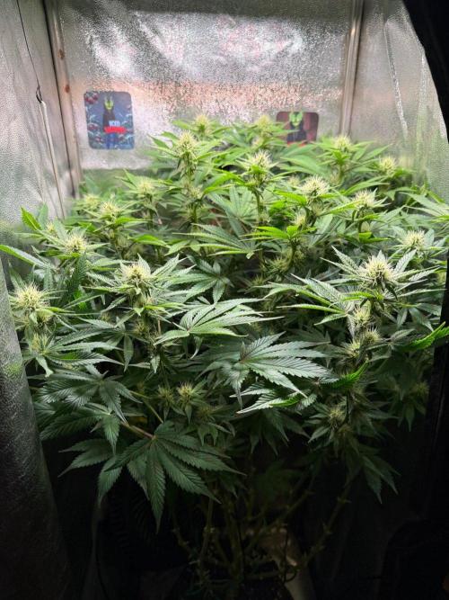 Just for Fun 40x40grow. Week 9