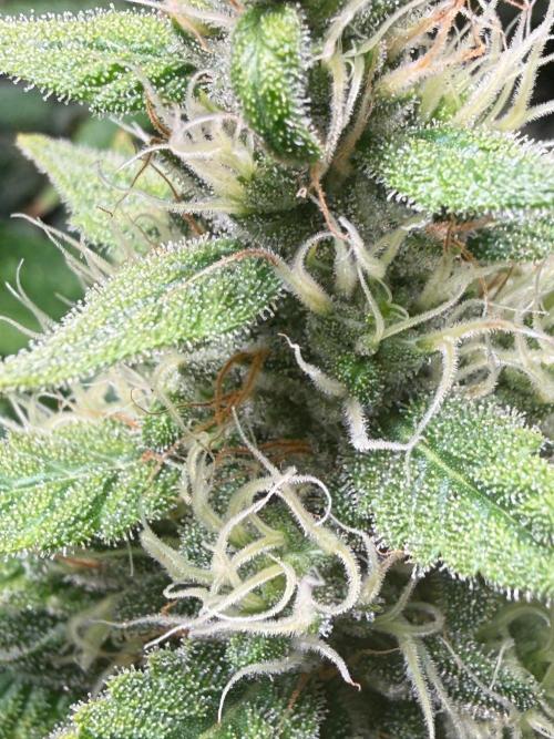 Just for Fun 40x40grow. Week 10