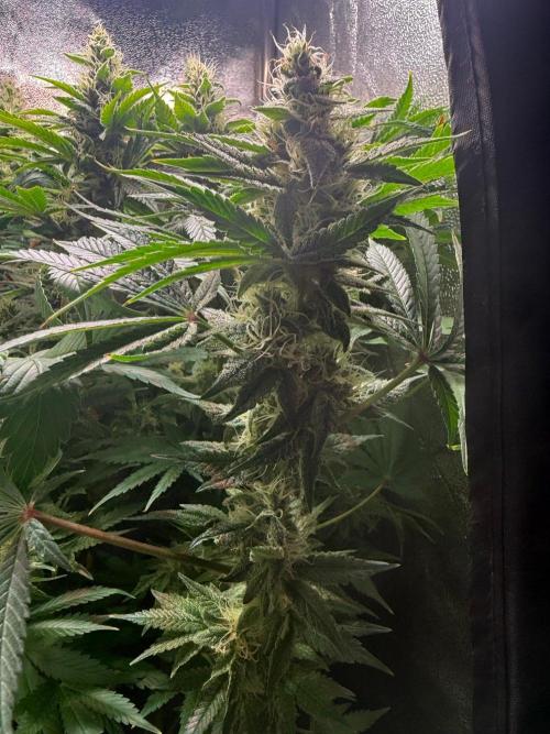 Just for Fun 40x40grow. Week 10