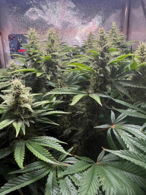 Just for Fun 40x40grow. Week 10