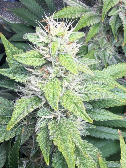 Just for Fun 40x40grow. Week 10