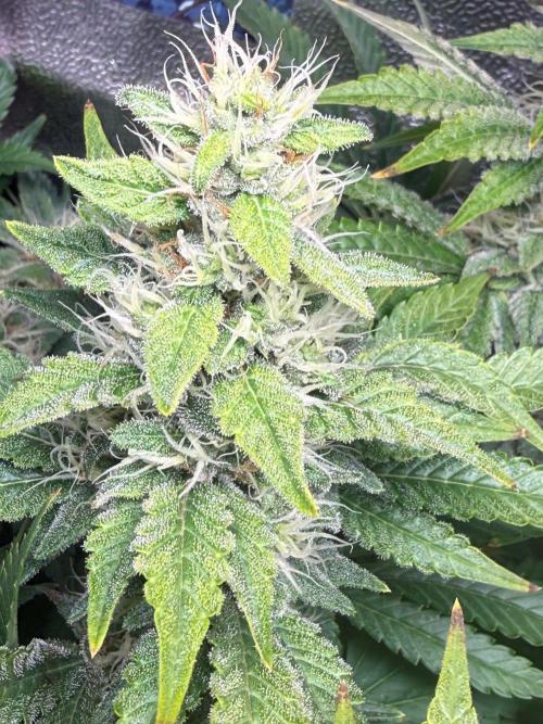Just for Fun 40x40grow. Week 10