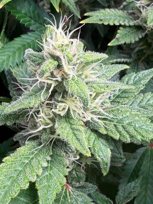 Just for Fun 40x40grow. Week 10