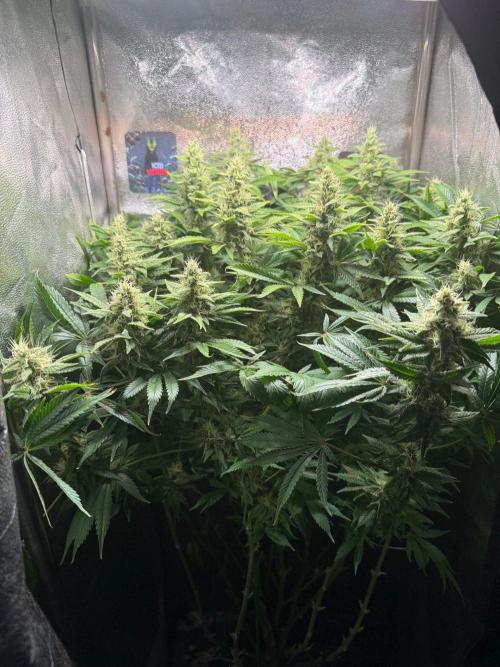 Iced Wildberry. Week 10