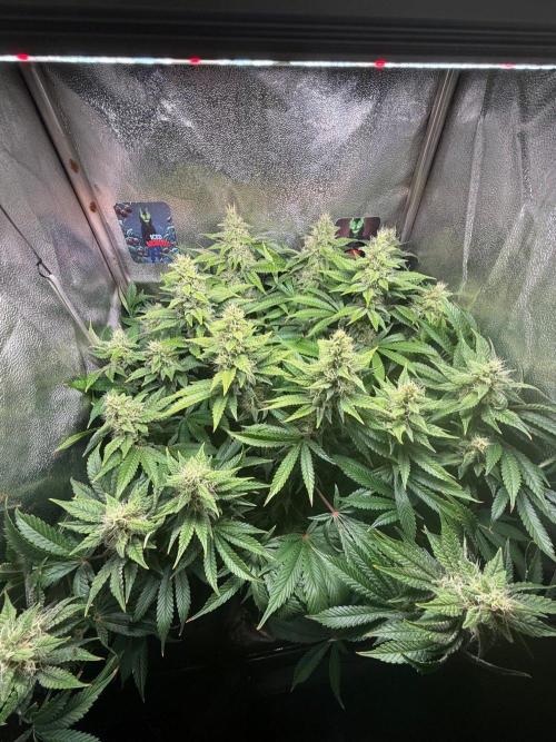 Just for Fun 40x40grow. Week 10