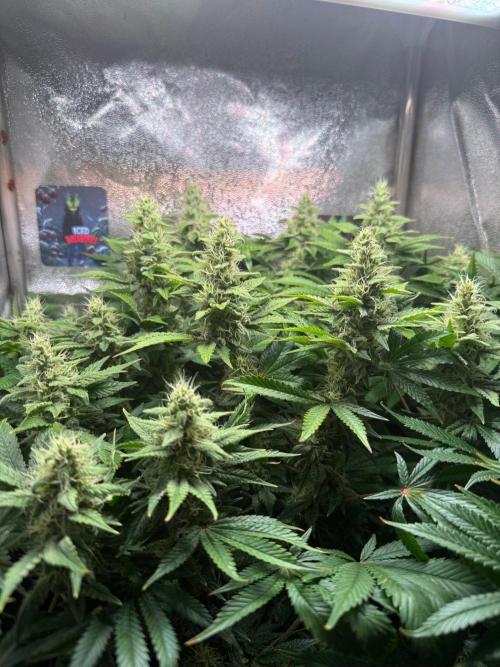 Just for Fun 40x40grow. Week 10