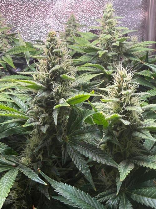 Just for Fun 40x40grow. Week 10