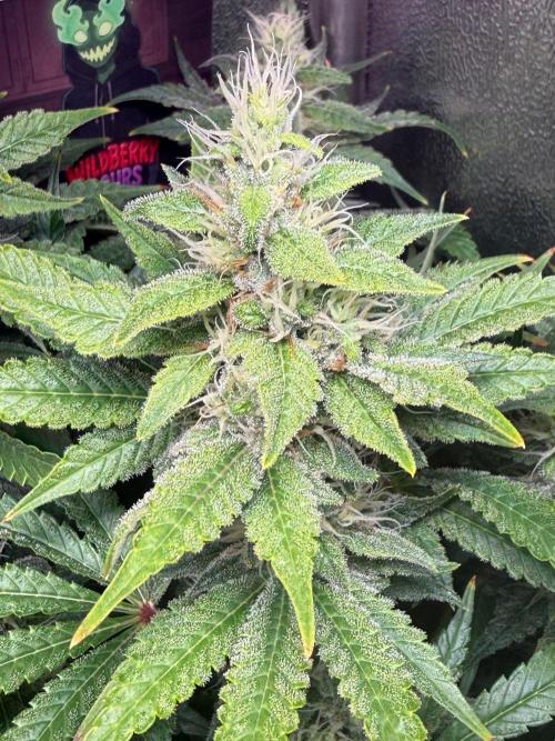 Just for Fun 40x40grow. Week 10