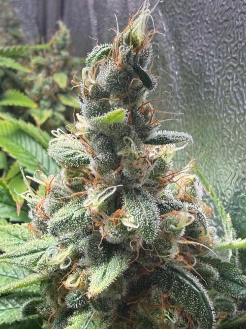 Just for Fun 40x40grow. Week 12