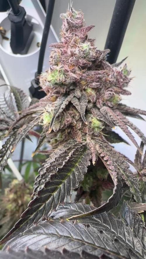 Humb.Seed.Co.Donutz (Diploid) 2024