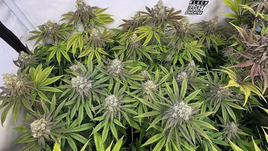 All about Terps. Week 15 - Für Gecko die Strawberry Lobster von oben.