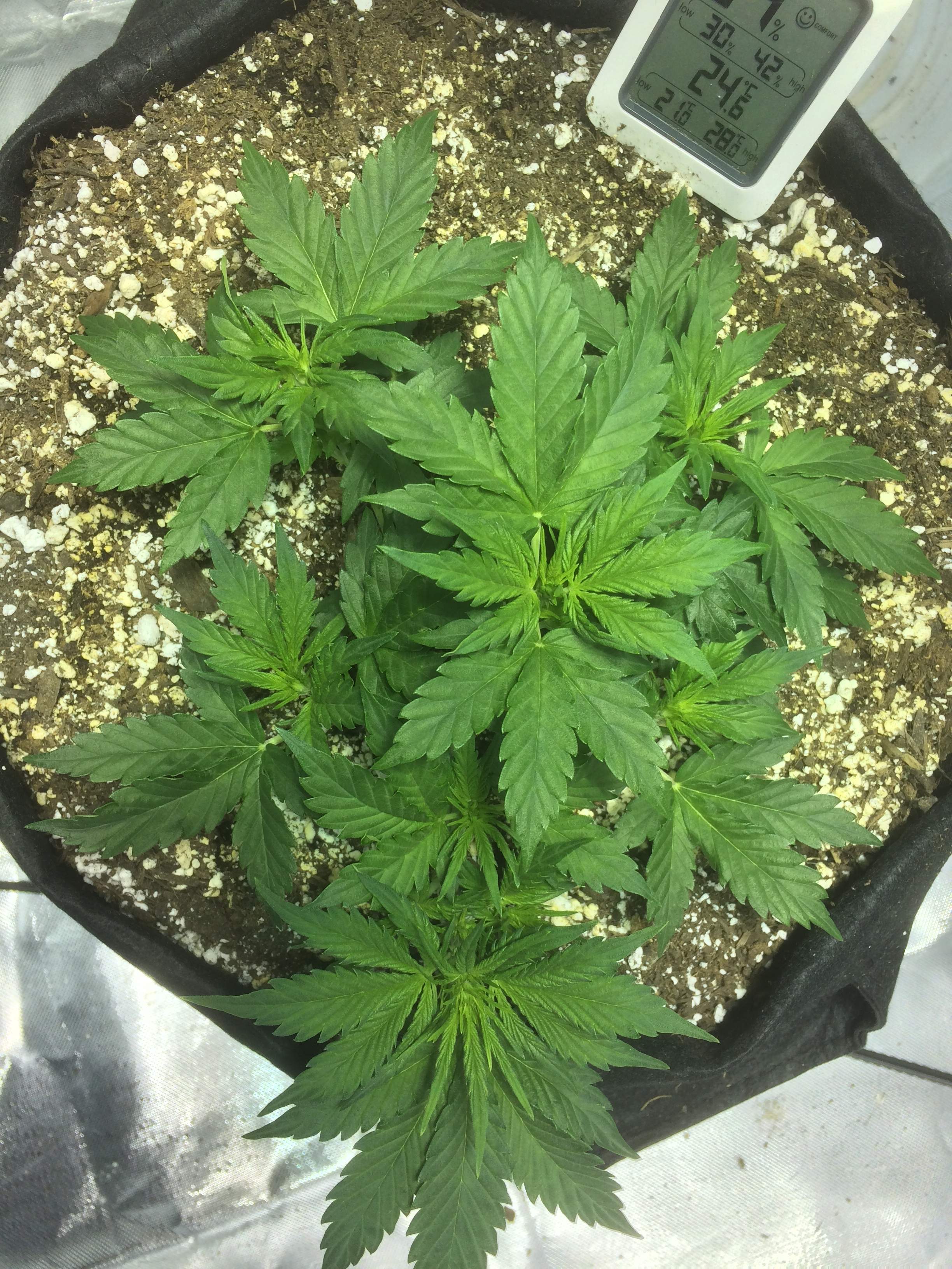 Crop King Seeds Candy Cane Auto grow diary (journal) week4 by KrazyDutch GrowDiaries