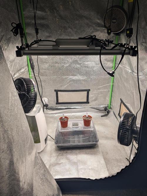 Expert seeds run. Week 0